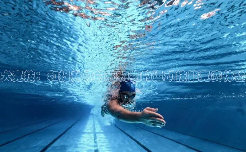 犬竞技：和提升你的宠物狗的运动技能竞赛体验